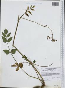 Бедренец большой (L.) Huds., Западная Европа (EUR) (Италия)