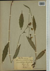 Hieracium lachenalii subsp. cruentifolium (Dahlst. & Lübeck ex Dahlst.) Zahn, Западная Европа (EUR) (Швеция)