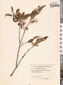 Ива ложнопятитычинковая (Flod.) Flod., Сибирь, Якутия (S5) (Россия)