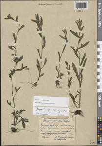 Незабудка полевая (L.) Hill, Восточная Европа, Средневолжский район (E8) (Россия)