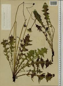 Одуванчик лекарственный Weber ex F. H. Wigg., Сибирь, Западная Сибирь (S1) (Россия)