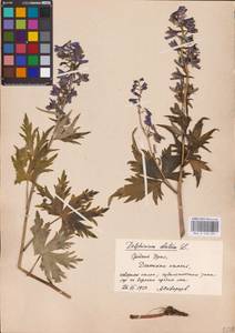 Живокость высокая L., Восточная Европа, Восточный район (E10) (Россия)