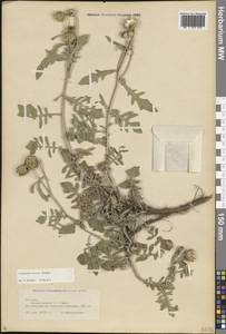 Centaurea stevenii M.Bieb., Кавказ, Грузия (K4) (Грузия)