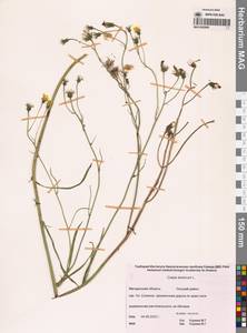 Скерда кровельная L., Сибирь, Чукотка и Камчатка (S7) (Россия)