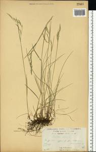 Овсяница красная L., Восточная Европа, Центральный лесостепной район (E6) (Россия)