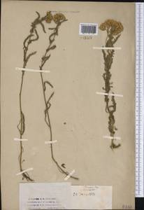 Тысячелистник азиатский Serg., Сибирь, Западный (Казахстанский) Алтай (S2a) (Казахстан)