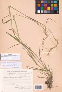 Пырейник смешиваемый (Roshev.) Tzvelev, Сибирь, Чукотка и Камчатка (S7) (Россия)