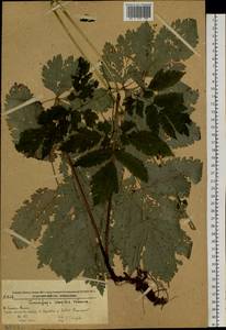 Клопогон простой (DC.) Wormsk. ex Fisch. & C.A.Mey., Сибирь, Дальний Восток (S6) (Россия)