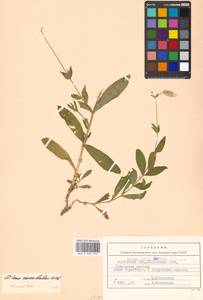 Смолевка обыкновенная, Хлопушка (Moench) Garcke, Восточная Европа, Московская область и Москва (E4a) (Россия)