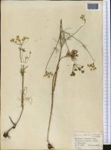 Elwendia setacea (Schrenk) Pimenov & Kljuykov, Средняя Азия и Казахстан, Северный и Центральный Тянь-Шань (M4) (Киргизия)