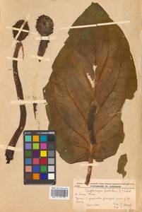 Связноплодник почколистный Schott ex Tzvelev, Сибирь, Дальний Восток (S6) (Россия)