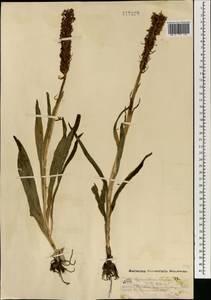 Кокушник длиннорогий (L.) R.Br., Монголия (MONG) (Монголия)