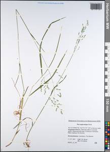 Poa pratensis subsp. pratensis, Сибирь, Дальний Восток (S6) (Россия)