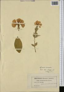 Silene sinensis (Lour.) H. Ohashi & H. Nakai, Зарубежная Азия (ASIA) (Германия)