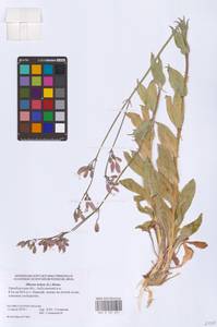 Смолевка обыкновенная, Хлопушка (Moench) Garcke, Восточная Европа, Восточный район (E10) (Россия)