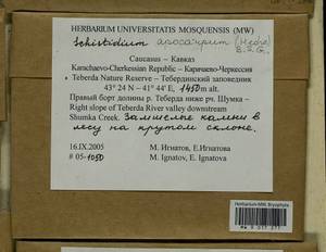 Schistidium apocarpum (Hedw.) Bruch & Schimp., Гербарий мохообразных, Мхи - Северный Кавказ и Предкавказье (B12) (Россия)