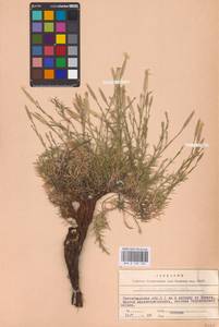 Гвоздика растопыренная M.Bieb., Восточная Европа, Нижневолжский район (E9) (Россия)