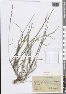 Плевел многолетний L., Кавказ, Грузия (K4) (Грузия)