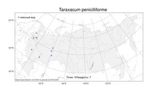 Taraxacum penicilliforme, Одуванчик кисточковидный H. Lindb., Атлас флоры России (FLORUS) (Россия)