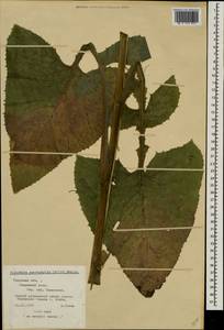 Lactuca macrophylla subsp. macrophylla, Восточная Европа, Северо-Западный район (E2) (Россия)