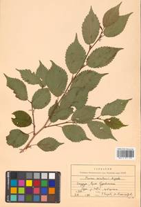 Prunus nipponica var. kurilensis (Miyabe) E. H. Wilson, Сибирь, Дальний Восток (S6) (Россия)