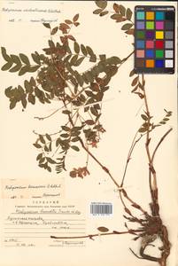 Копеечник копеечниковый (L.) Schinz & Thell., Сибирь, Дальний Восток (S6) (Россия)