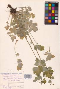 Чистотел большой L., Восточная Европа, Средневолжский район (E8) (Россия)