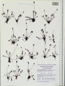 Drosera ×anglica Huds., Восточная Европа, Северный район (E1) (Россия)
