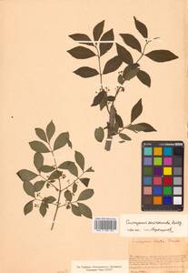 Бересклет крылатый (Thunb.) Siebold, Сибирь, Дальний Восток (S6) (Россия)