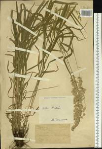 Перловник высокий L., Сибирь, Западный (Казахстанский) Алтай (S2a) (Казахстан)