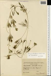 Лютик Кауфмана, Шелковник Кауфмана P.Clerc, Восточная Европа, Центральный район (E4) (Россия)