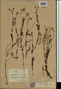 Myosotis alpestris subsp. suaveolens (Waldst. & Kit. ex Willd.) Strid, Зарубежная Азия (ASIA) (КНР)