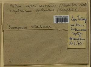 Hylocomium splendens (Hedw.) Schimp., Гербарий мохообразных, Мхи - Красноярский край, Тыва и Хакасия (B17) (Россия)