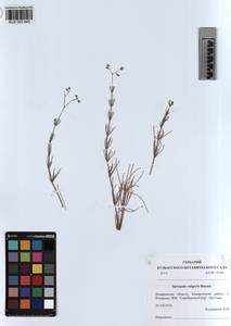 KUZ 003 945, Spergula arvensis subsp. arvensis, Сибирь, Алтай и Саяны (S2) (Россия)