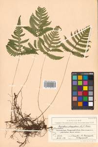 Фегоптерис связывающий, Буковник обыкновенный (Michx.) Watt, Сибирь, Чукотка и Камчатка (S7) (Россия)