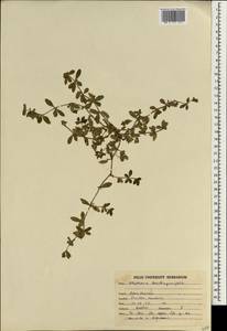 Blepharis integrifolia (L. fil.) E. Mey. & Drege, Зарубежная Азия (ASIA) (Индия)