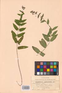 MHA 0 155 361, Шлемник обыкновенный L., Восточная Европа, Центральный лесостепной район (E6) (Россия)