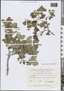 Acer pentapomicum J.L.Stewart, Средняя Азия и Казахстан, Памир и Памиро-Алай (M2) (Узбекистан)