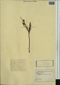Tamarix gallica L., Западная Европа (EUR) (Италия)
