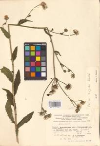 Picris hieracioides subsp. hieracioides, Восточная Европа, Западно-Украинский район (E13) (Украина)
