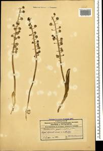 Bellevalia macrobotrys subsp. macrobotrys, Кавказ, Азербайджан (K6) (Азербайджан)