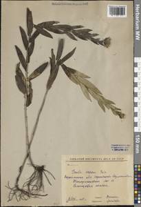 Pentanema asperum (Poir.) G.V.Boiko & Korniy., Восточная Европа, Центральный лесостепной район (E6) (Россия)