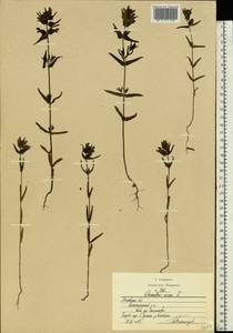 Погремок малый L., Восточная Европа, Московская область и Москва (E4a) (Россия)
