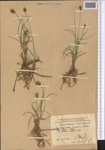 Осока безжилковая C.A.Mey., Средняя Азия и Казахстан, Западный Тянь-Шань и Каратау (M3) (Узбекистан)