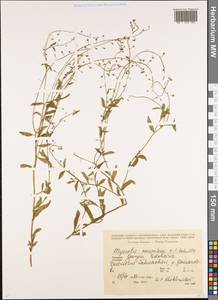 Myosotis laxa subsp. laxa, Кавказ, Грузия (K4) (Грузия)
