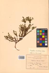 Водяника черная, Шикша черная L., Сибирь, Дальний Восток (S6) (Россия)