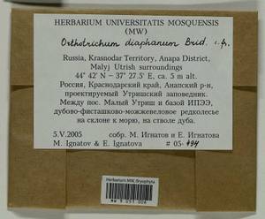 Orthotrichum diaphanum Schrad. ex Brid., Гербарий мохообразных, Мхи - Северный Кавказ и Предкавказье (B12) (Россия)