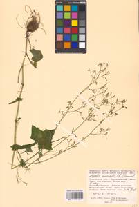 Мицелис стенной (L.) Dumort., Восточная Европа, Московская область и Москва (E4a) (Россия)