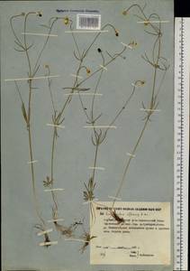 Ranunculus arcticus Richardson, Сибирь, Якутия (S5) (Россия)