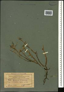 Lythrum hyrcanicum (Sosn.), Кавказ, Азербайджан (K6) (Азербайджан)